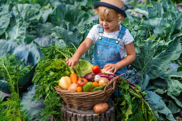 Bir çocuk bahçede sebze topluyor. Seçici odaklanma. Yiyecek..
