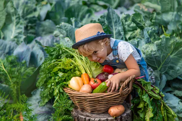 Bir çocuk bahçede sebze topluyor. Seçici odaklanma. Yiyecek..