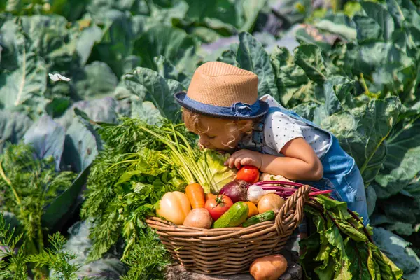 Bir çocuk bahçede sebze topluyor. Seçici odaklanma. Yiyecek..