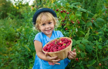 Bir çocuk bahçede ahududu topluyor. Seçici odaklanma. Çocuk.