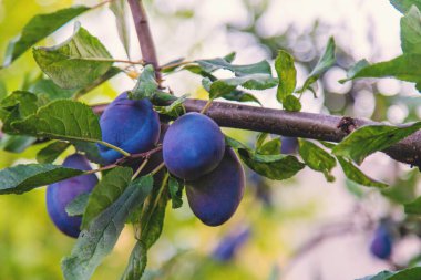 Bahçede olgun erikler. Seçici odaklanma. Yiyecek..