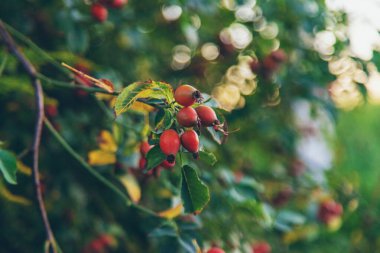 Bahçede gül kalçalar. Seçici odaklanma. Yiyecek..