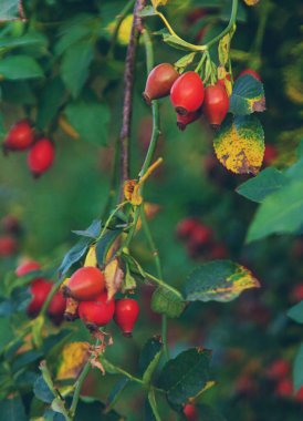 Bahçede gül kalçalar. Seçici odaklanma. Yiyecek..