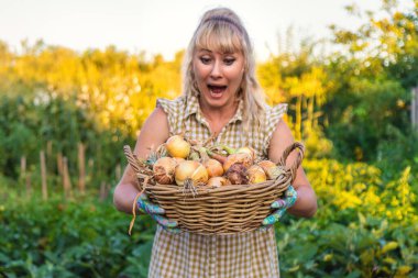 Bahçede soğan hasat eden bir çiftçi. Seçici odaklanma. Yiyecek..