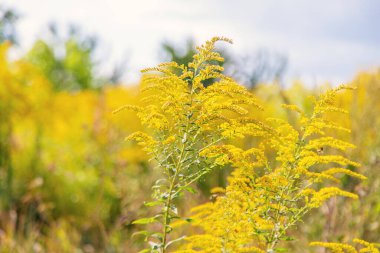 Ambrosia parkta çiçek açar. Seçici odaklanma. Doğa.