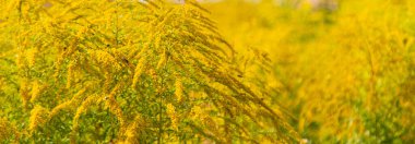 Ambrosia parkta çiçek açar. Seçici odaklanma. Doğa.