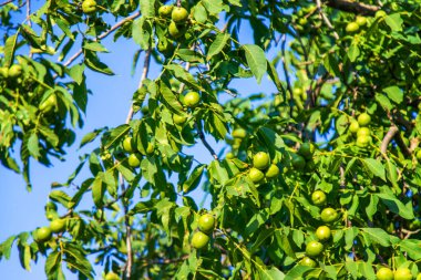 Ağaçta yeşil ceviz var. Seçici odaklanma. Çocuk.