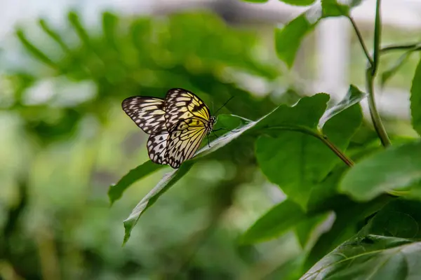 stock image Beautiful butterfly in the garden. Selective focus. Nature.