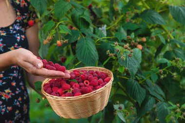 Bir kadın bahçede ahududu topluyor. Seçici odaklanma. yiyecek.