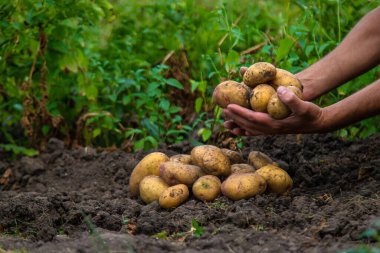 Patates hasadı bahçede ellerde. Seçici odaklanma. yiyecek.