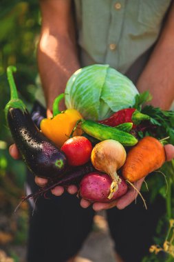 Bir erkek çiftçi bahçede sebze topluyor. Seçici odaklanma. yiyecek.