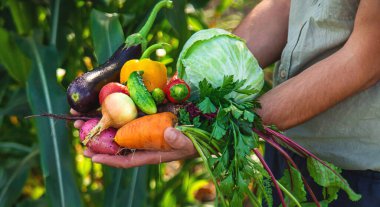 Bir erkek çiftçi bahçede sebze topluyor. Seçici odaklanma. yiyecek.