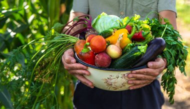 Bir erkek çiftçi bahçede sebze topluyor. Seçici odaklanma. yiyecek.