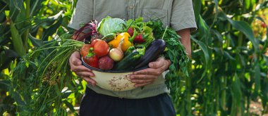 Bir erkek çiftçi bahçede sebze topluyor. Seçici odaklanma. yiyecek.