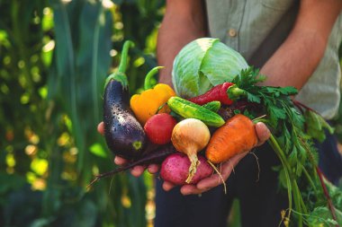 Bir erkek çiftçi bahçede sebze topluyor. Seçici odaklanma. yiyecek.