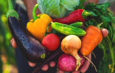 Bir erkek çiftçi bahçede sebze topluyor. Seçici odaklanma. yiyecek.