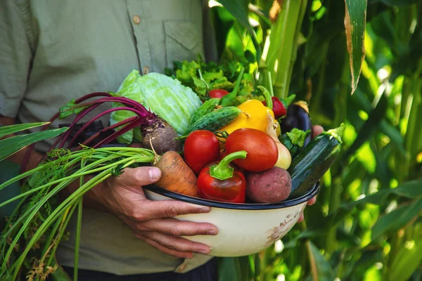Bir erkek çiftçi bahçede sebze topluyor. Seçici odaklanma. yiyecek.
