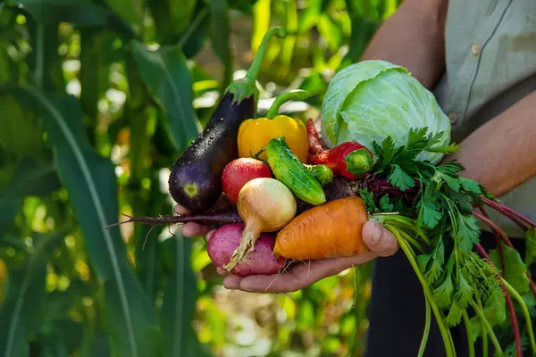 A man farmer is harvesting vegetables in the garden. selective focus. food.