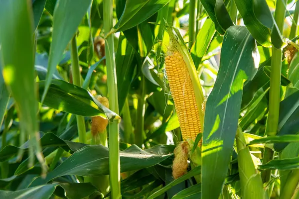 The corn crop is growing in the garden. selective focus. food.