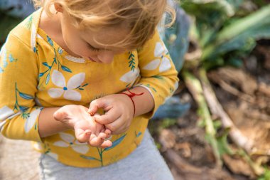 Çocuk elinde bir uğur böceği tutuyor. Seçici odaklanma. Doğa.