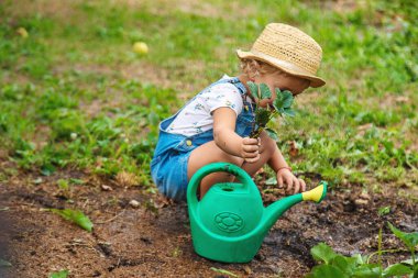 Bir çocuk bahçeye çilek ekiyor. Seçici odaklanma. Doğa.