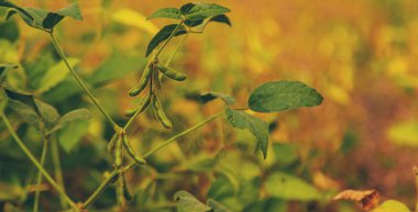 Soya fasulyesi tarlada yetişir. Seçici odaklanma. Doğa.