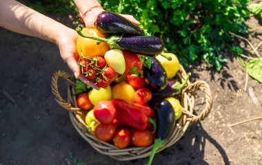 Bir kadın bahçede sebze topluyor. Seçici odaklanma. Yiyecek..