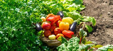 Bahçeden farklı sebzeler topla. Seçici odaklanma. Yiyecek..