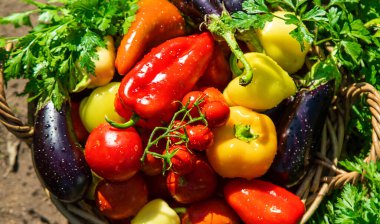 Bahçeden farklı sebzeler topla. Seçici odaklanma. Yiyecek..