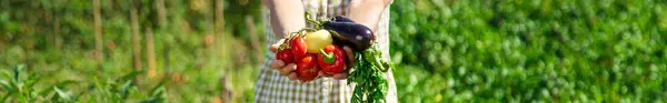 A woman is harvesting vegetables in the garden. Selective focus. Food.
