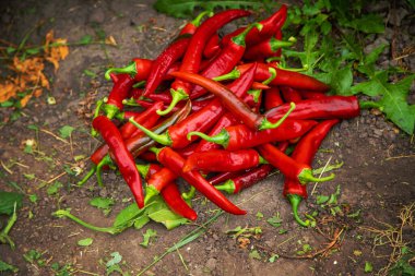 Bahçede acı biber hasadı. Seçici odaklanma. Yiyecek..