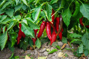 Bahçede acı biber hasadı. Seçici odaklanma. Yiyecek..