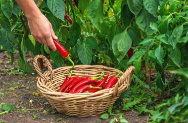 Bahçede acı biber hasat eden çiftçi. Seçici odaklanma. Yiyecek..