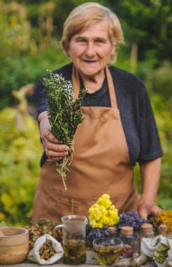 Yaşlı bir kadın elinde şifalı bitkiler tutuyor. Seçici odaklanma. Doğa.