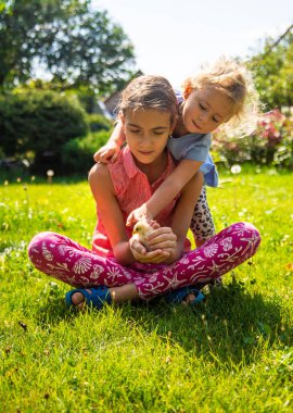 Bir çocuk bir tavukla oynar. Seçici odaklanma. hayvan.