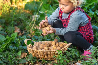 Bir çocuk bahçede fındık topluyor. Seçici odaklanma. Yiyecek..