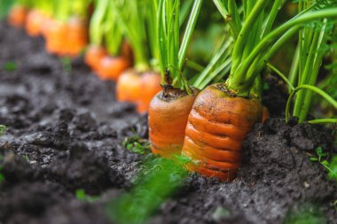 Bahçede havuç hasadı. Seçici odaklanma. Yiyecek..