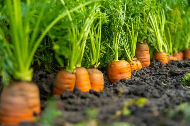 Bahçede havuç hasadı. Seçici odaklanma. Yiyecek..