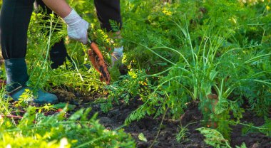 Bahçede havuç hasadı. Seçici odaklanma. Yiyecek..