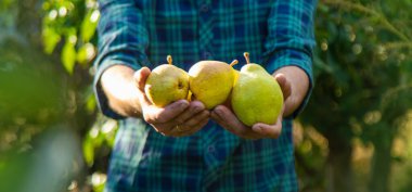 Bahçede armut hasadı. Seçici odaklanma. yiyecek.