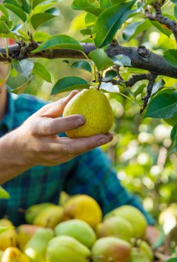 Bahçede armut hasadı. Seçici odaklanma. yiyecek.