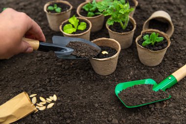 Bahçeye gül bahçeleri için tohum ekin. Seçici odaklanma. Doğa.