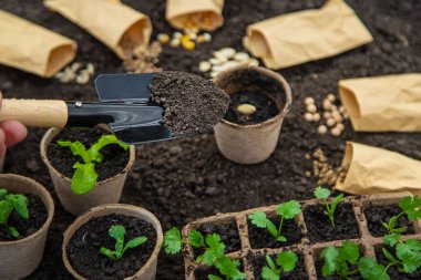 Bahçeye gül bahçeleri için tohum ekin. Seçici odaklanma. Doğa.