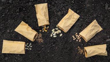 Bahçeye gül bahçeleri için tohum ekin. Seçici odaklanma. Doğa.