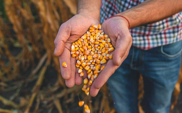 Corn harvest in the hands of a farmer. Selective focus. food.