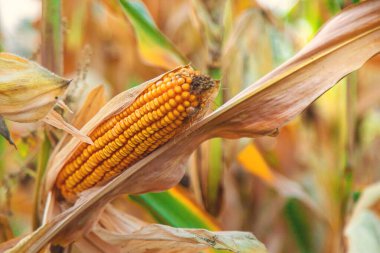 Tarlada mısır hasadı. Seçici odaklanma. yiyecek.