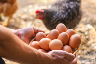 Ev yapımı tavuk yumurtaları elinde bir çiftçi tarafından tutulur. Seçici odaklanma. yiyecek.