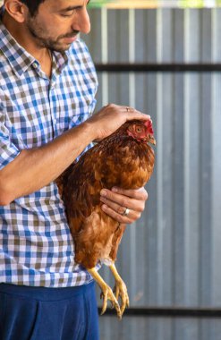 Çiftçi elinde bir tavuk tutuyor. Seçici odaklanma. hayvan.