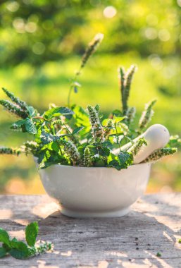 Şişe içindeki nane yağı. Seçici odaklanma. Doğa.