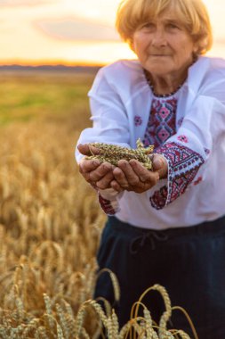 Buğday tarlasında nakışlı gömlek giyen bir kadın. Seçici odaklanma. Doğa.